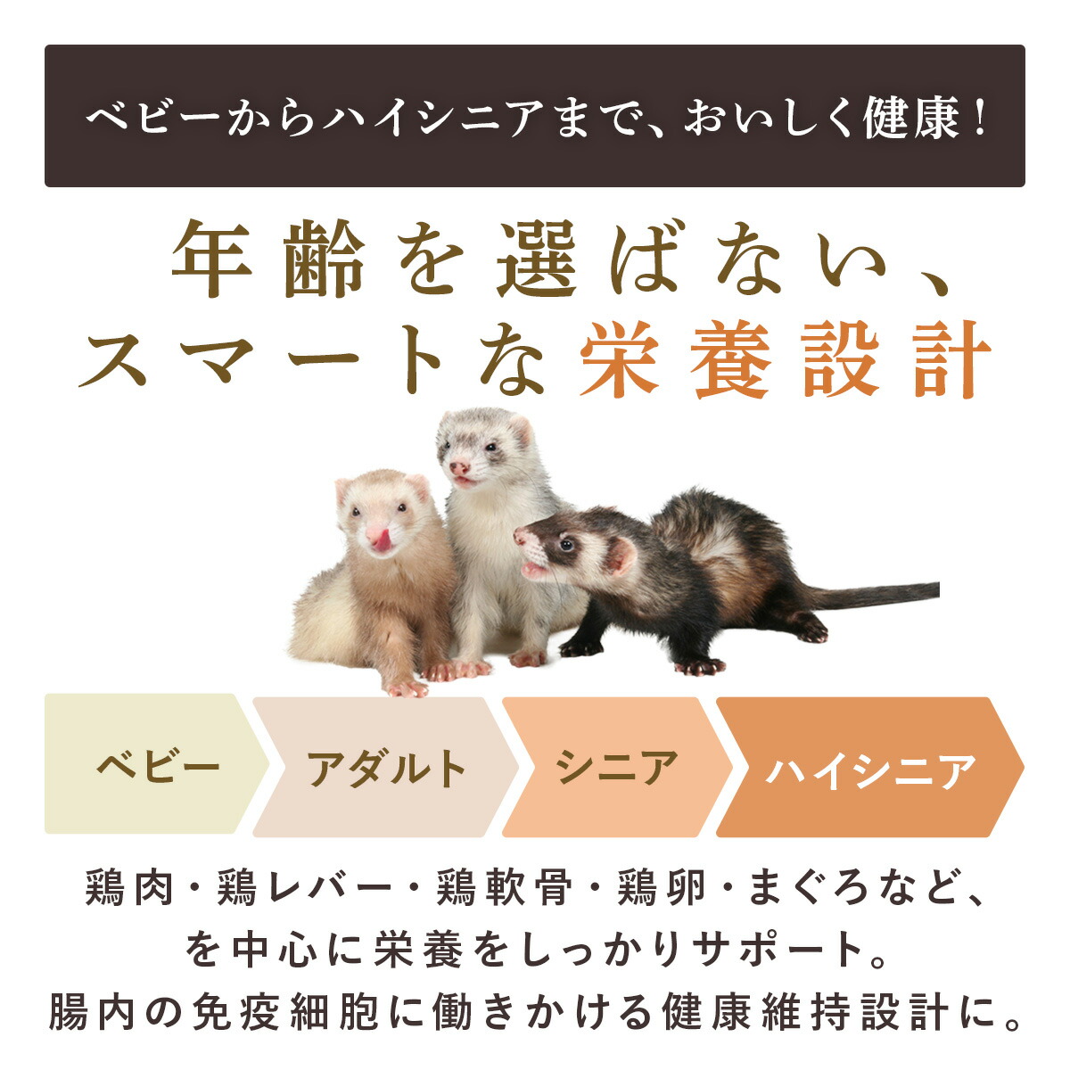 楽天市場】フェレット【送料無料】 フェレットフード ジャパンフェ