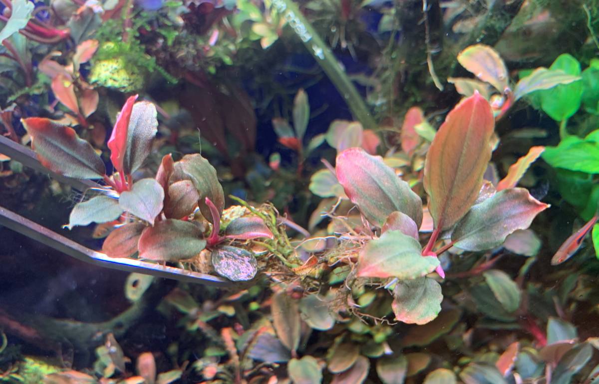 水中葉］ブセファランドラ sp. ピンクバリエガータ 水中葉