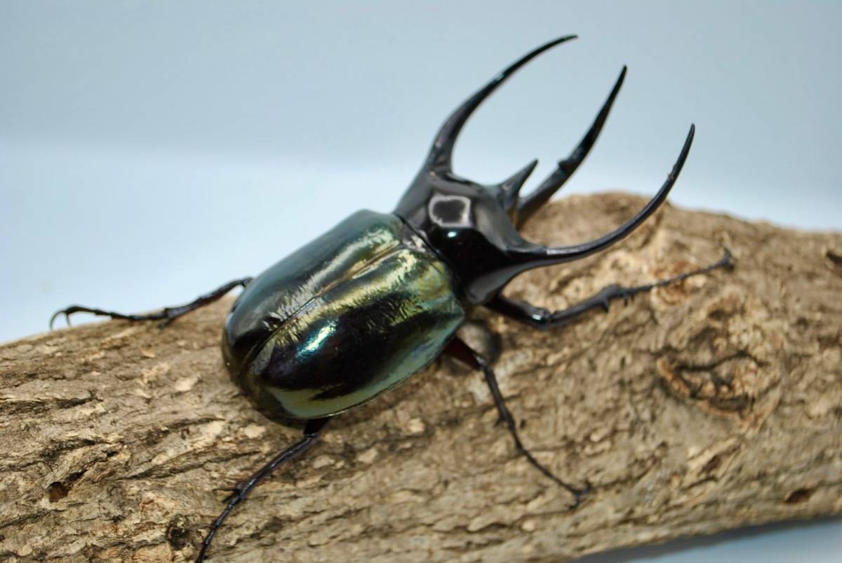 大型スマトラコ―カサス♂野外標本 スマトラコーカサス特大標本入荷です