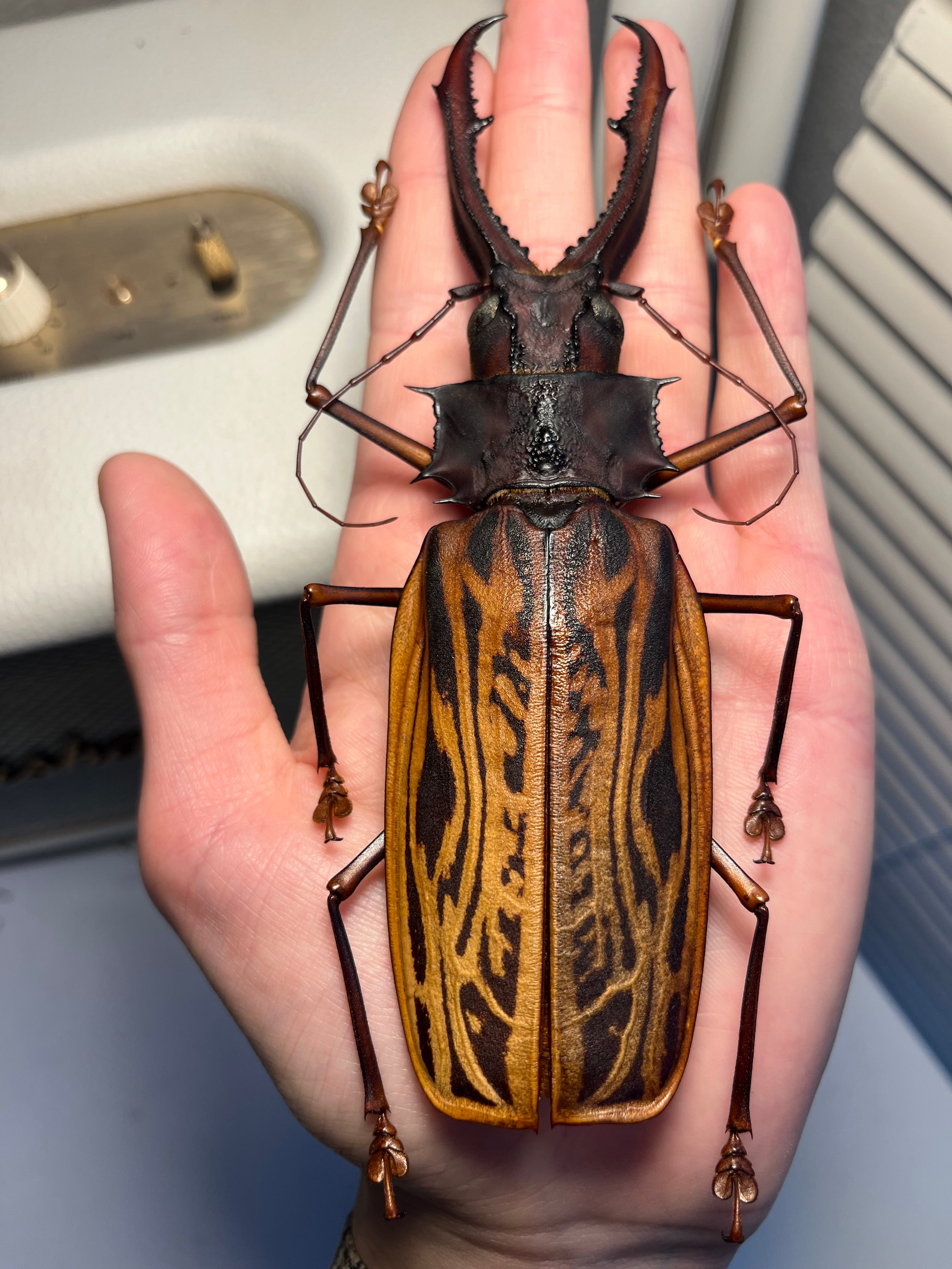 標本】ニジイロクワガタ オウゴンオニクワガタ ピカール血統 エラフス