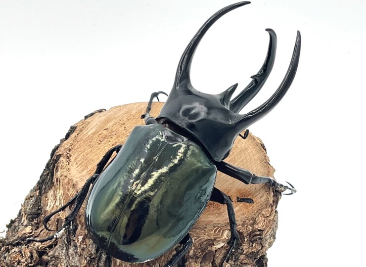 安い コーカサス最大亜種！スマトラコーカサスオオカブト オス104ミリ