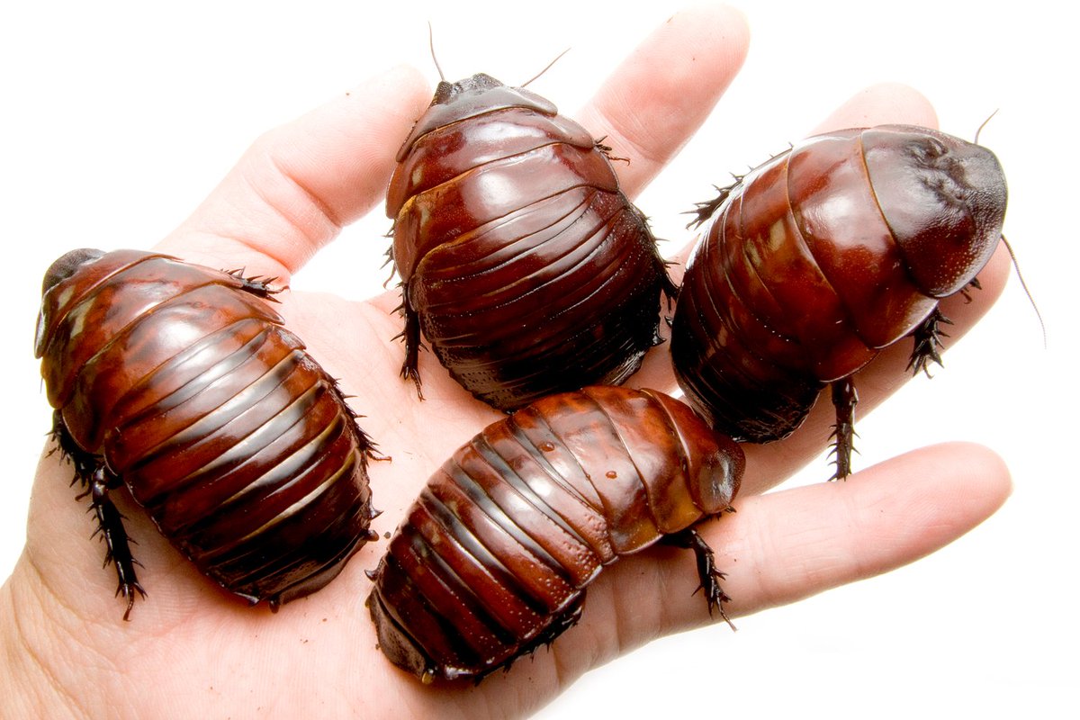 オーストラリアのユーカリ林で暮らすヨロイモグラゴキブリ。 世界で