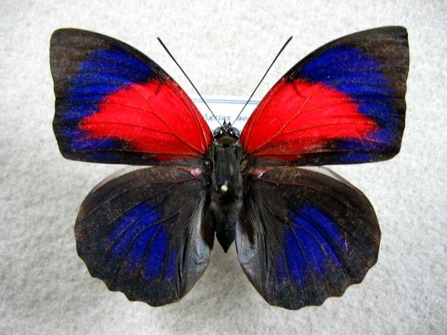 特別コレクションシリーズアグリアス　アエドン　ロドリゲッティー、-2　PA標本 コレクションシリーズアグリアス アエドン ロドリゲッティー、-2 PA