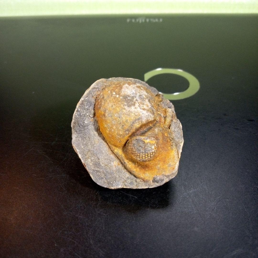 三葉虫 化石 fossil ボリビア産 trilobite ボリビア三葉虫郡①